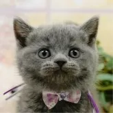 ブリティッシュショートヘア【神奈川県・女の子・2025年4月9日・ブルー】の写真1「かわいい子猫の画像や当猫舎の情報を掲載しています💖是非、見てください🎶」