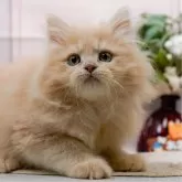 ラガマフィン【神奈川県・男の子・2025年5月18日・クリーム】の写真1「かわいい子猫の画像や当猫舎の情報を掲載しています💖是非、見てください🎶」