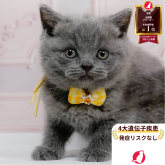 ブリティッシュショートヘア