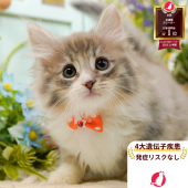 ノルウェージャンフォレストキャット