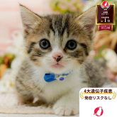 マンチカン(短足)