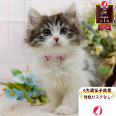 ミヌエット(長足)