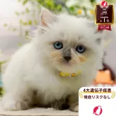 ラグマフィン(ラグドール×ラガマフィン)