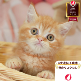 ミヌエット(長足)