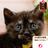 アメリカンショートヘア