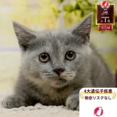 マンチカン(短足)