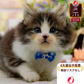 ノルウェージャンフォレストキャット