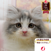 サイベリアン