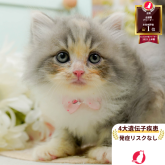 サイベリアン