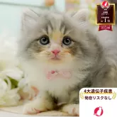 サイベリアン