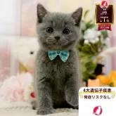 ブリティッシュショートヘア