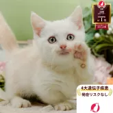 マンチカン(短足)