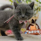 ブリティッシュショートヘア