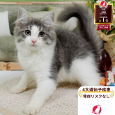 ノルウェージャンフォレストキャット