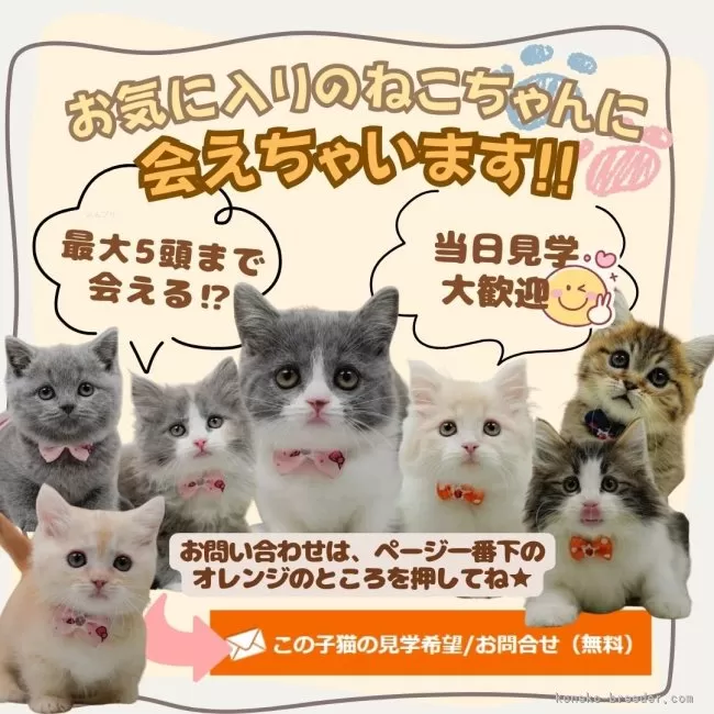 ミヌエット(長足)【神奈川県・女の子・2026年1月5日・ブラウンパッチド 