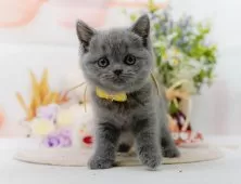 ブリティッシュショートヘア【神奈川県・女の子・2025年3月7日・ブルー】の写真2「🌟お気に入り登録してくれた方限定🌟未掲載のお写真や特別クーポンプレゼント🎁」