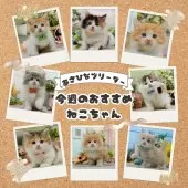 ミヌエット(長足)【神奈川県・女の子・2025年3月24日・ブラウンパッチドタビー】の写真2「🐱今週のかわいい子猫ちゃんたちです🎀みんなに会いに来てください💕」