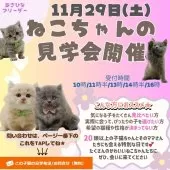 マンチカン(短足)【神奈川県・男の子・2025年8月20日・クリームタビー】の写真2「【11/29限定】未公開ベビーにも会える！冬のねこ見学会🐱⛄️」