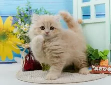 サイベリアン【神奈川県・男の子・2024年12月21日・クリーム】の写真2「🌟お気に入り登録してくれた方限定🌟未掲載のお写真や特別クーポンプレゼント🎁」