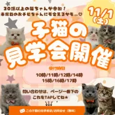 ミヌエット(長足)【神奈川県・男の子・2025年8月23日・ブラックスモーク】の写真2「🐱秋の子猫見学会🍂 今が“うちの子”を迎えるベストシーズン✨11/1(土)開催💛」