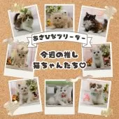 ノルウェージャンフォレストキャット【神奈川県・男の子・2025年4月26日・ブラウンタビー&ホワイト】の写真2「あなたの心をくすぐる💓今週のときめきニャンコたち」