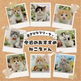 ブリティッシュショートヘア【神奈川県・男の子・2025年3月7日・クリーム系/ブルー・シルバー系】の写真2「🐱今週のかわいい子猫ちゃんたちです🎀みんなに会いに来てください💕」