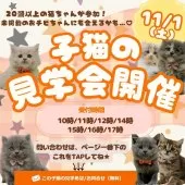 マンチカン(短足)【神奈川県・男の子・2025年8月6日・レッドタビー&ホワイト】の写真2「🐱秋の子猫見学会🍂 今が“うちの子”を迎えるベストシーズン✨11/1(土)開催💛」