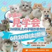 ミヌエット(短足)【神奈川県・男の子・2026年2月22日・ホワイト系/クリーム系】の写真2「6/20(土)開催🧼 運命のネコちゃん探しにぴったりな1日🐱💕」