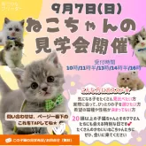 マンチカン(短足)【神奈川県・男の子・2025年7月14日・クリームタビー&ホワイト】の写真2「9/7開催🎉20頭以上の子猫と出会える夏のお迎えチャンス✨」