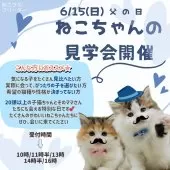 ミヌエット(短足)【神奈川県・女の子・2025年2月23日・ブラウンパッチドタビー&ホワイト】の写真2「💛見て、触れて、ときめく💛運命のねこちゃんに会える日」
