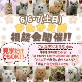マンチカン(短足)【神奈川県・男の子・2026年3月1日・クリーム系/ブラウン系】の写真2「6/6・6/7限定🐱猫との暮らしを始めたい方向け相談会開催✨」