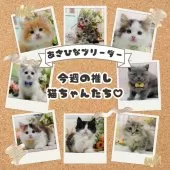 ノルウェージャンフォレストキャット【神奈川県・男の子・2025年4月26日・ブラウンタビー&ホワイト】の写真2「あさひなブリーダーの今週のいちおしメンバー🐱✨」