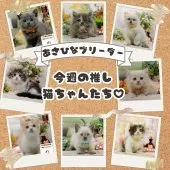 マンチカン(長足)【神奈川県・女の子・2025年9月12日・トーティ】の写真2「可愛い子猫たち大集合💛今週のおすすめねこちゃんたちです😸💕」