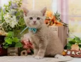 マンチカン(長足)【神奈川県・男の子・2024年12月11日・クリームタビー】の写真2「🐱複数頭の見学も可能🐱きょうだいや他のネコちゃんも見れます」