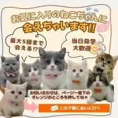 ラグドール【神奈川県・男の子・2026年5月19日・ホワイト系/ブルー・シルバー系】の写真2「😸🐾当日見学も大歓迎！気になるネコちゃんをまとめて見比べできます🧸✨」