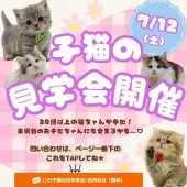 ミヌエット(短足)【神奈川県・女の子・2025年3月27日・ブラウンパッチドタビー&ホワイト】の写真2「7/12開催🎉20頭以上の子猫と出会える初夏のお迎えチャンス✨」