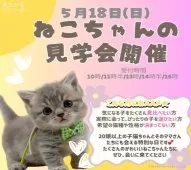 サイベリアン【神奈川県・男の子・2025年3月25日・ブラウンタビー&ホワイト】の写真2「🐱ねこの見学会開催🎉🎀“かわいい”が溢れる、とびきり特別な日です！」