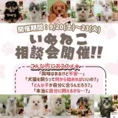 ノルウェージャンフォレストキャット【神奈川県・男の子・2025年7月6日・ブルータビー&ホワイト】の写真2「🍁迎えていいかな？”を“この子だ！”に変える相談会🐾」