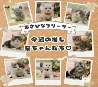ラグドール【神奈川県・男の子・2025年10月7日・ブルーポイントバイカラー】の写真2「可愛い子猫たち大集合💛今週のおすすめねこちゃんたちです😸💕」