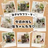 マンチカン(長足)【神奈川県・男の子・2025年7月14日・ブルー&ホワイト】の写真2「可愛い子猫たち大集合💛今週のおすすめねこちゃんたちです😸💕」