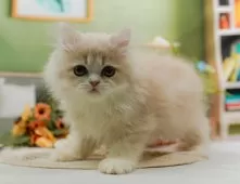 ミヌエット(長足)【神奈川県・男の子・2025年6月22日・クリーム】の写真3「🌟お気に入り登録してくれた方限定🌟未掲載のお写真や特別クーポンプレゼント🎁」