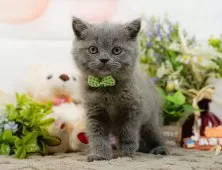 ブリティッシュショートヘア【神奈川県・男の子・2025年10月24日・ブルー】の写真3「🌟お気に入り登録してくれた方限定🌟未掲載のお写真や特別クーポンプレゼント🎁」