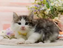 ノルウェージャンフォレストキャット【神奈川県・女の子・2025年9月5日・ブラウンタビー&ホワイト】の写真3「🌟お気に入り登録してくれた方限定🌟未掲載のお写真や特別クーポンプレゼント🎁」