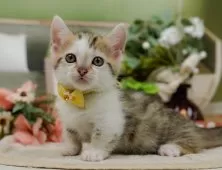 マンチカン(短足)【神奈川県・女の子・2025年10月19日・ブラウンタビー&ホワイト】の写真3「🌟お気に入り登録してくれた方限定🌟未掲載のお写真や特別クーポンプレゼント🎁」