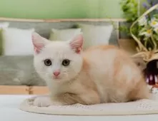 マンチカン(長足)【神奈川県・男の子・2025年5月5日・クリームタビー】の写真3「🌟お気に入り登録してくれた方限定🌟未掲載のお写真や特別クーポンプレゼント🎁」