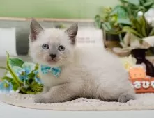 マンチカン(長足)【神奈川県・男の子・2025年8月6日・ブルーポイント】の写真3「🌟お気に入り登録してくれた方限定🌟未掲載のお写真や特別クーポンプレゼント🎁」