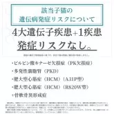 マンチカン(短足)【神奈川県・男の子・2025年7月14日・クリームタビー&ホワイト】の写真4「🧬 4大遺伝子疾患＋1疾患🧬 検査済み✨発症リスクなし🔒 安心して迎えられる子猫です🐱💖」