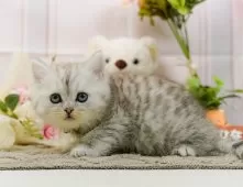 ミヌエット(長足)【神奈川県・男の子・2025年11月16日・シルバータビー】の写真4「🌟お気に入り登録してくれた方限定🌟未掲載のお写真や特別クーポンプレゼント🎁」