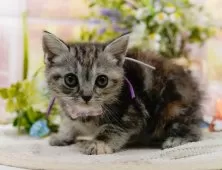 アメリカンショートヘア【神奈川県・女の子・2025年4月22日・シルバーパッチドタビー】の写真4「🌟全頭総額表示🌟接種済ワクチン代・マイクロチップ代・健康診断料込」