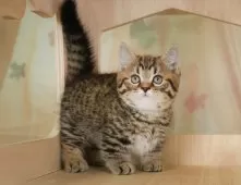 マンチカン(短足)【神奈川県・男の子・2025年8月31日・ブラウンタビー】の写真5「🌟全頭総額表示🌟接種済ワクチン代・マイクロチップ代・健康診断料込」